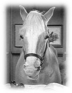 from the horse
