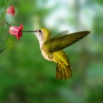 hummingbird-150x150